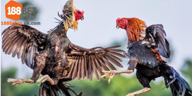 Cách chơi đá gà cựa dao philippines