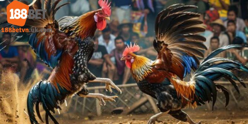 Các hình thức cược mà bạn cần nắm vững trong bộ môn này