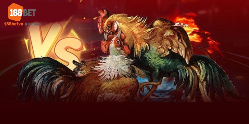 Kinh nghiệm tham gia đá gà 188Bet với tỷ lệ thắng luôn tối ưu