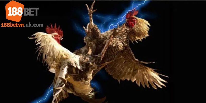 Mẹo luôn thắng 100% trong cách chơi đá gà Thomo